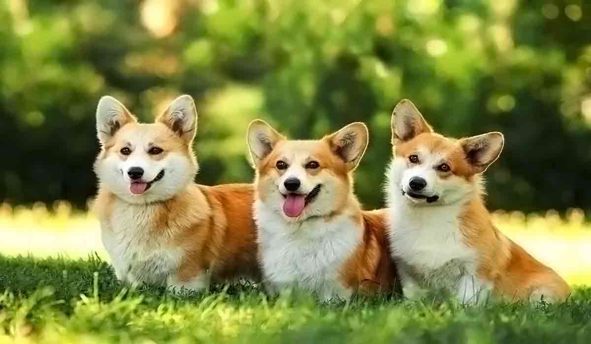 手机攻击器APP下载